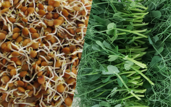 microgreens vs sprouts