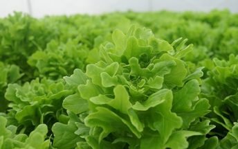 microgrren-farms